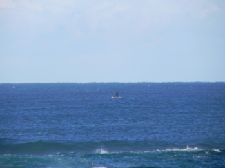 Australie - Whales Warroora