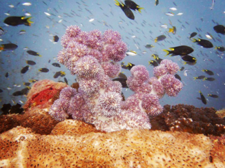 Great Barrier Reef - GBR ❤️