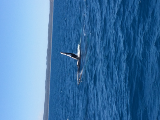 Rondreis oostkust Australië