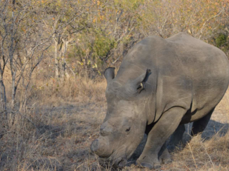 Tui - What's that in my ear?