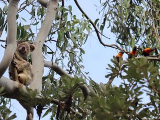 Australie - Noosa Heads