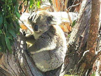 Australie - Koala