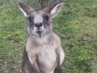 Australie - Morisset