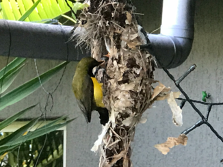 Australie - Colibri voed zijn kroost in cairns