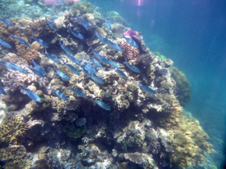 Australie - Great Barrier Reef Cairns