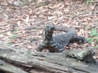 Australie - Wildlife