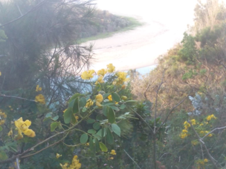 Australie - kust Sawtell
