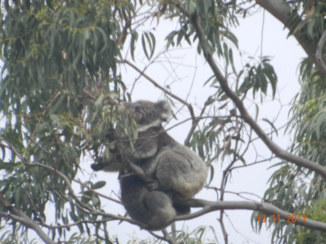 Australie - koala boven onze camper