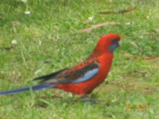 Australie - vogels rondom