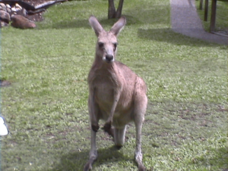 Australie - kangeroo