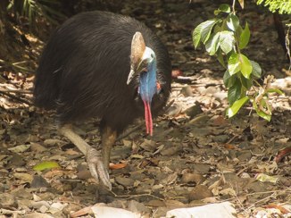 Pacific Island Travel - Cassowary in Daintree