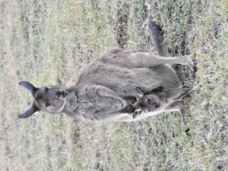 Australie - Kangaroo