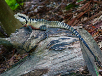 Australie - Lane cover tourist parc