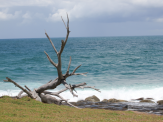 Australie - Yamba
