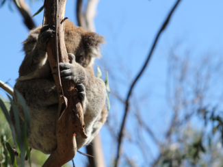 Australie - Koala center