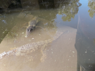 Australie - Hartley's crocodile park