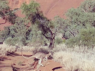 Uluru (Ayers Rock) - Een springende passant
