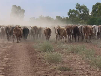 Australie - Veedrijven in Queensland