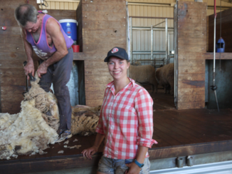 Australie - Helpen met schapen scheren