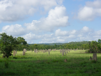 Australie - Termieten
