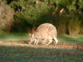 Australie - altijd leuk met een kleintje erbij