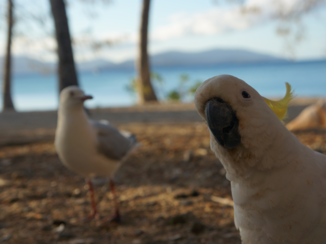 Australie - Animals at Long Island