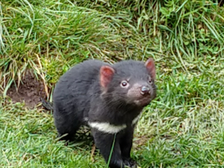 Tasmanië - Tassie Devil