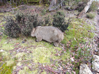 Tasmanië - Willy Wombat