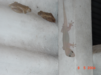 Kimberley (Australië) - kikkers en gekko's