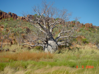 Kimberley (Australië)