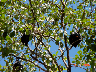 Kimberley (Australië) - bomen vol vogels