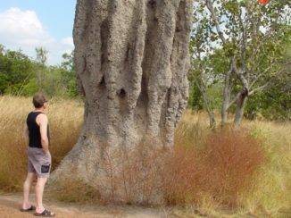 Kimberley (Australië) - Termietenheuvels