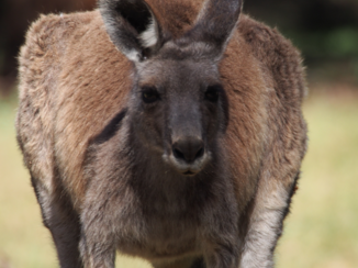 Victoria (Australië) - In the Grampians