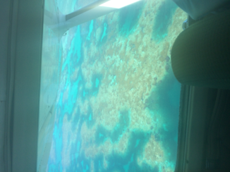 Australie - Wallaby island