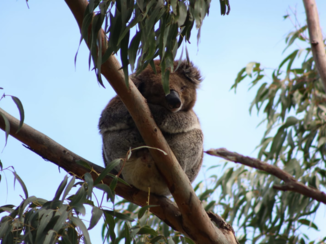 Australie - Wilde koala