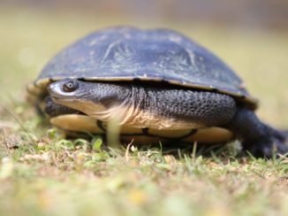 Australie - Schildpad met slangennek