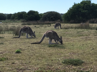 Christmas Island - Wildlife walk reuzekangeroe’s en walibi’s