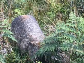 Christmas Island - Wildlife walk wombats