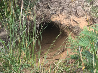Christmas Island - Wildlife walk hol van een wombat