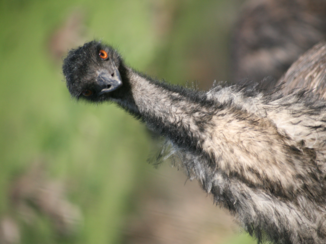 Australie - emu