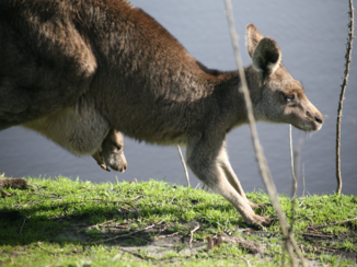 Australie - kangoeroe