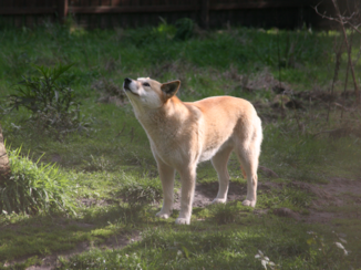 Australie - dingo