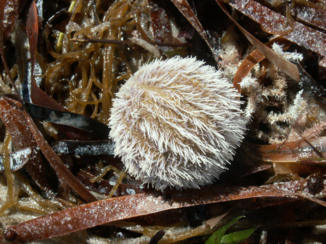 Western Australia - Zee-appel