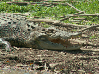Western Australia - Salty
