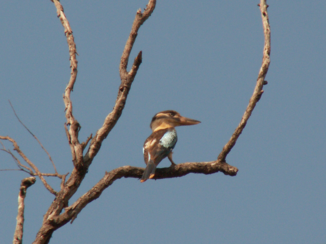 Western Australia - Kingfisher