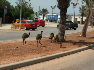 Western Australia - Exmouth