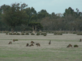 Western Australia - Hoppers
