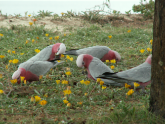 Western Australia - Galah's