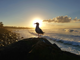 Byron Bay - ocean halo