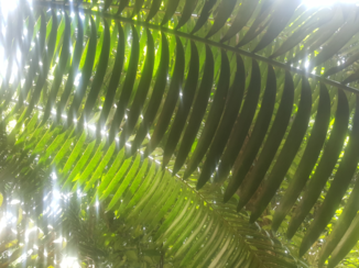 Queensland - Daintree